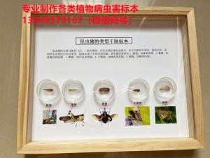 昆虫翅的类型干制标本
