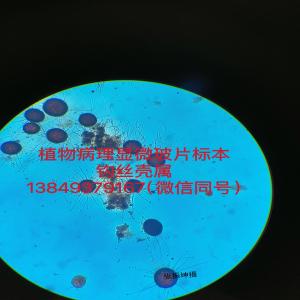 钩丝壳属  植物病理标本