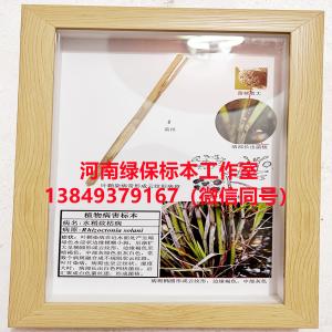 水稻纹枯病