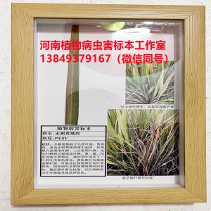 稻纹枯病标本 水稻病害标本
