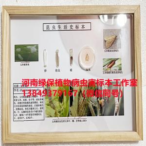 玉米螟