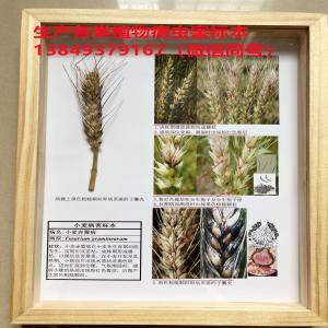 小麦赤霉病