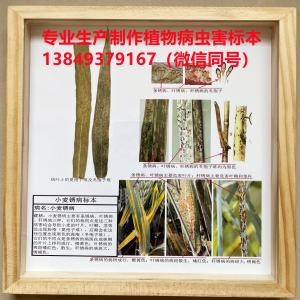 小麦条锈病