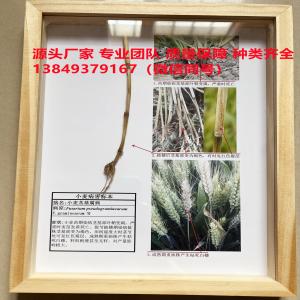 小麦茎基腐病 