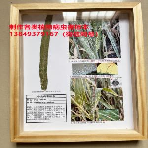小麦白粉病