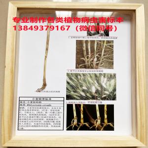 小麦纹枯病