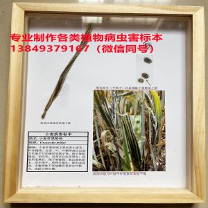小麦秆黑粉病