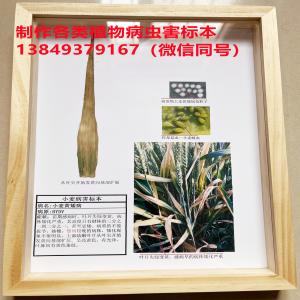 小麦黄矮病