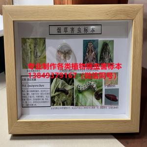 斜纹夜蛾