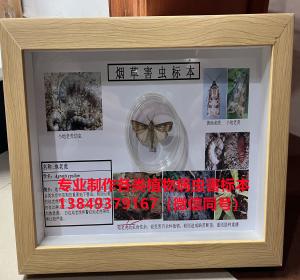 地老虎  