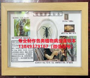 光肩星天牛 林业害虫标本