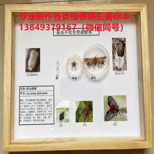 斑衣蜡蝉生活史标本 林业病虫害虫蜡叶标本