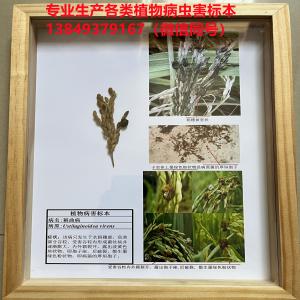 稻曲病 水稻病虫害病害标本