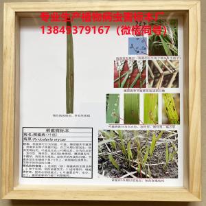 稻瘟病 水稻病害标本 粮食作物病害标本