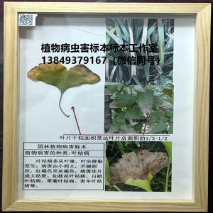 植物病害的种类：叶枯病 植物病害标本