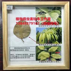 植物病害的症状：黄化 植物病虫害标本 作物病害标本