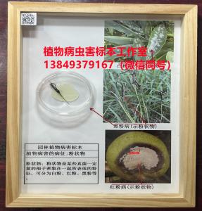 植物病害的病症标本：粉状物 