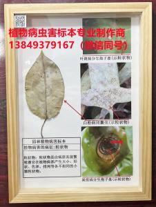 植物病害的病症：粒状物  植物保护技术标本 植物病虫害标本