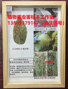 植物病害的病症：锈状物    植物病虫害标本