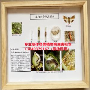 棉铃虫 棉花病虫害标本 昆虫标本