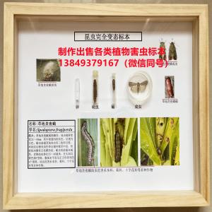 农作物病虫害标本农业害虫虫害标本 外来入侵昆虫标本 草地贪夜蛾标本