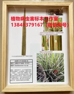 水稻白叶枯病 水稻病虫害标本 水稻病害标本