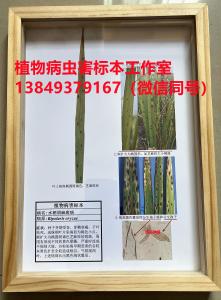 水稻胡麻斑病标本 水稻病虫害标本