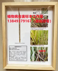 水稻文枯病 粮食作物病害标本