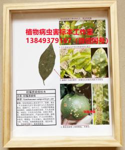 柑橘溃疡病