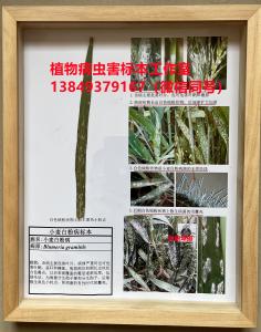 小麦白粉病标本 小麦病害