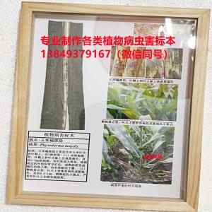 玉米褐斑病标本 杂粮病虫害标本