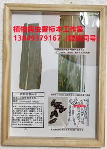 玉米弯孢霉叶斑病标本 玉米病虫害标本