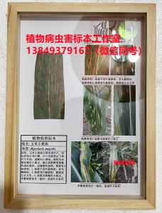玉米小斑病菌 作物病虫害标本