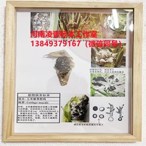 玉米瘤黑粉病标本 玉米病虫害标本