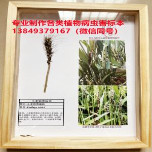 小麦散黑粉病标本 小麦病虫害标本