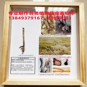 小麦全蚀病标本 小麦病虫害标本