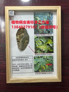 植物病害的病状：花叶