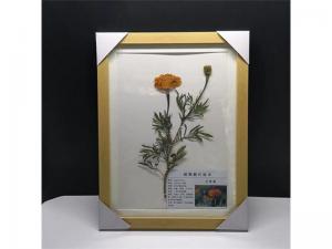 农田杂草标本-藜 作物害草