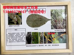 锈病  植物病虫害标本
