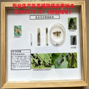 斜纹夜蛾昆虫生活史标本 植物病虫害标本