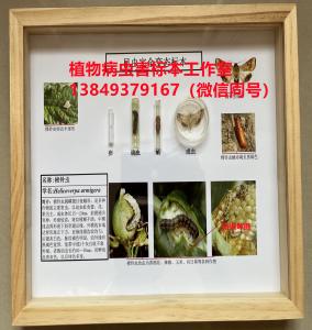 棉铃虫生活史